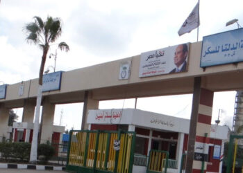 لتعظيم الإيرادات ..الدلتا للسكر تتوسع فى زراعة البنجر وتأهيل خط إنتاج