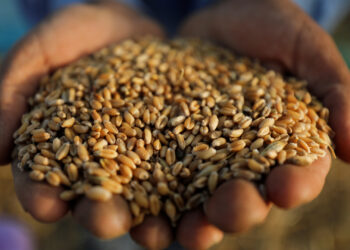 موسكو: مصر يمكن أن تصبح مركزا للحبوب الروسية