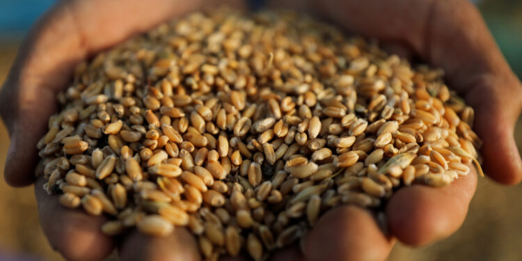 موسكو: مصر يمكن أن تصبح مركزا للحبوب الروسية